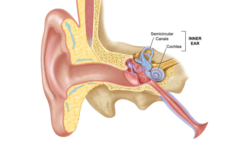 Image of the inner ear